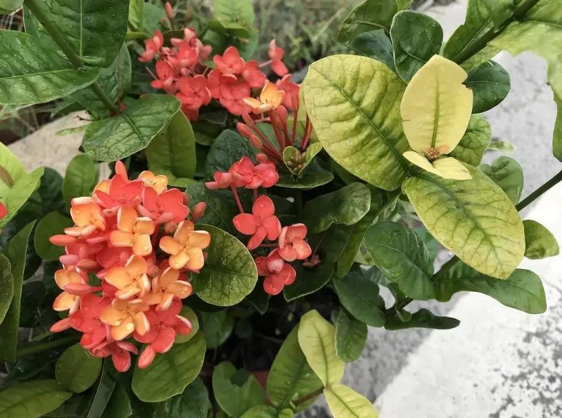 仙丹花種植：掌握光照、澆水與施肥，開花爆盆