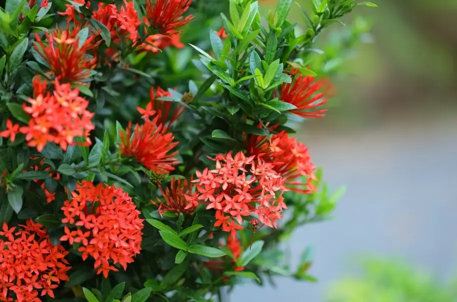 仙丹花施肥 仙丹花施肥